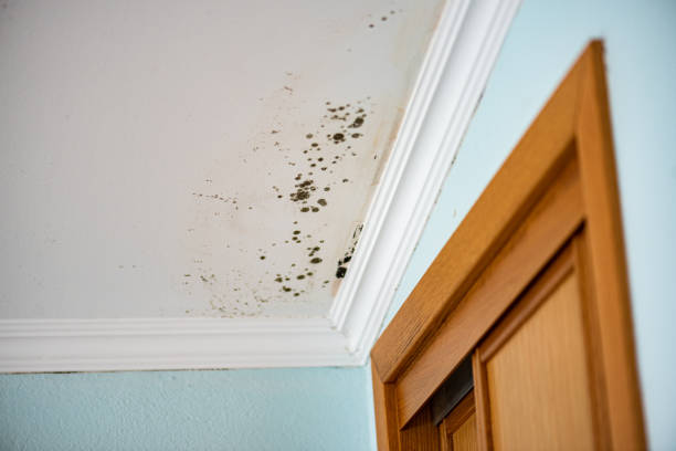 Best Mold Remediation for Specific Building Types in Canby, OR